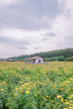  光通信电芯片崛起之路；EIC成关键枢纽，国产化空间广阔。 IT技术 光通信电芯片崛起之路；EIC成关键枢纽，国产化空间广阔。 IT技术