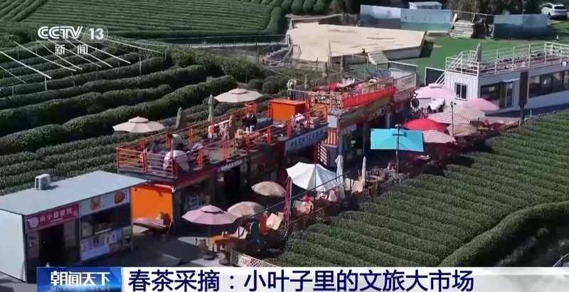  春风拂面，花海绽放；茶园采摘，春菜飘香。 文化旅游