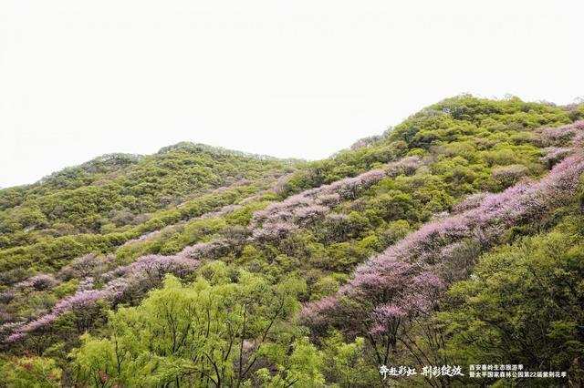  技术视角拆解：太平国家森林公园紫荆花季四大创新模块如何重塑生态旅游体验 文化旅游