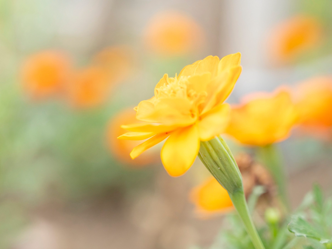  财星轨迹深度解析：三大生肖四月中旬财富跃升的底层逻辑 股票财经