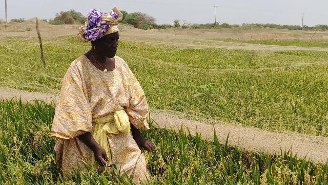  自留种技术的破局：杂交水稻基因密码与南南合作新路径 IT技术