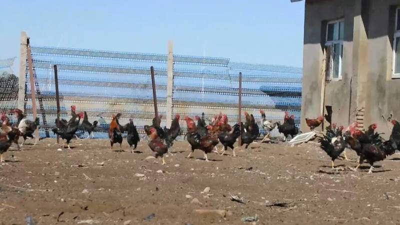 一只鸡的13年:一段关于热爱、坚持与收获的养殖故事 情感心理 一只鸡的13年:一段关于热爱、坚持与收获的养殖故事 情感心理