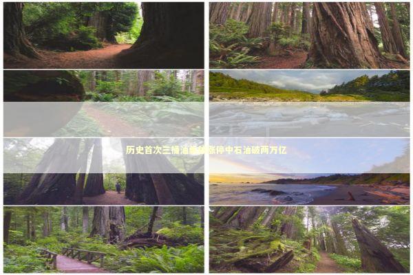 历史首次三桶油集体涨停中石油破两万亿 新闻