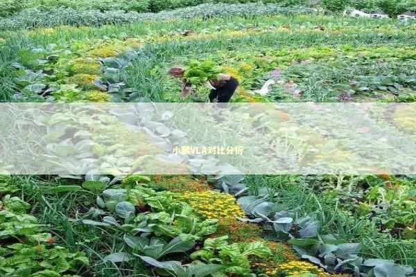 小鹏VLA对比分析 新闻